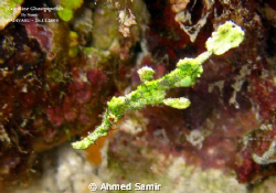 with Macro by Ahmed Samir 